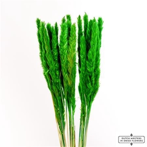 Dried Fluffy Pampas Moss Green Bunch Slv