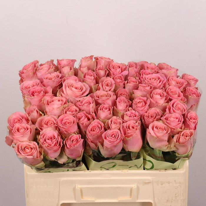 <h4>R GR HERMOSA+</h4>