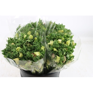 Anem Marianne Panda White