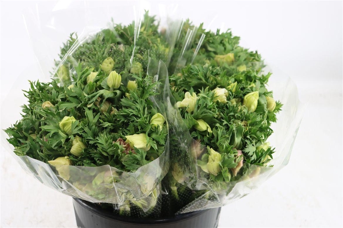 <h4>Anem Marianne Panda White</h4>