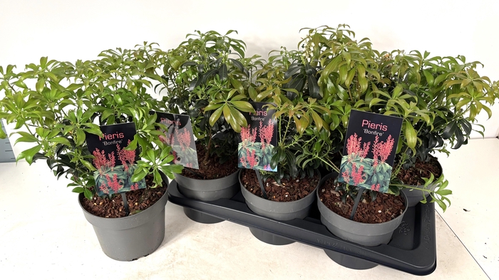 <h4>PIERIS JA BONFIRE</h4>