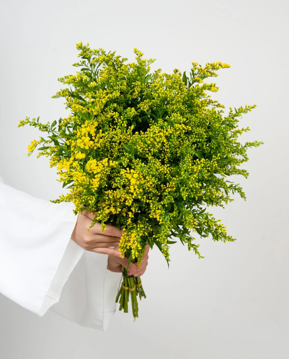 <h4>SOLIDAGO GLORY Tessa</h4>