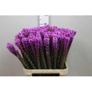 Liatris Callilepis