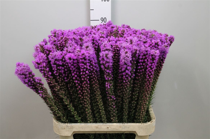 <h4>Liatris Callilepis</h4>