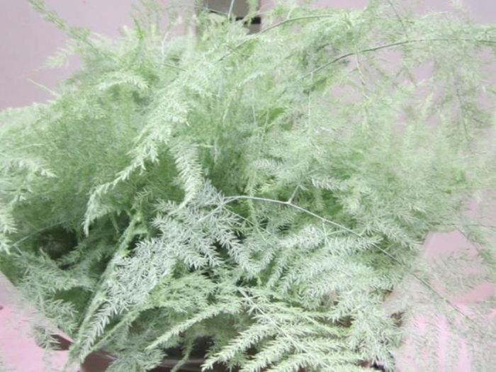 <h4>Asp Lang Get Mint Groen</h4>