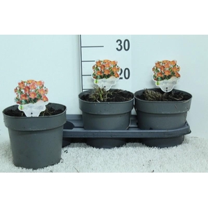 Hemerocallis Overig Every Day Lily Red