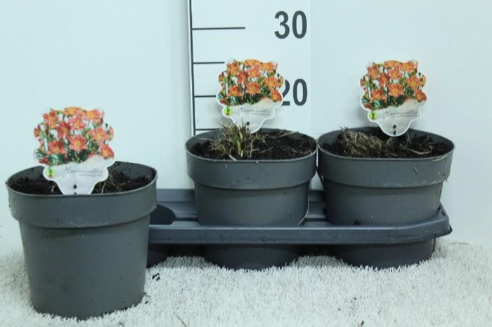 Hemerocallis Overig Every Day Lily Red