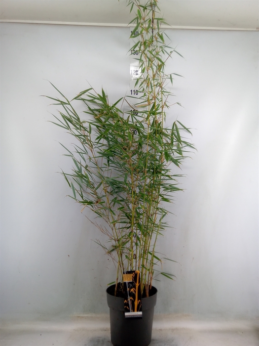 <h4>Fargesia robusta 'Campbell'</h4>