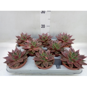 Echeveria   ...