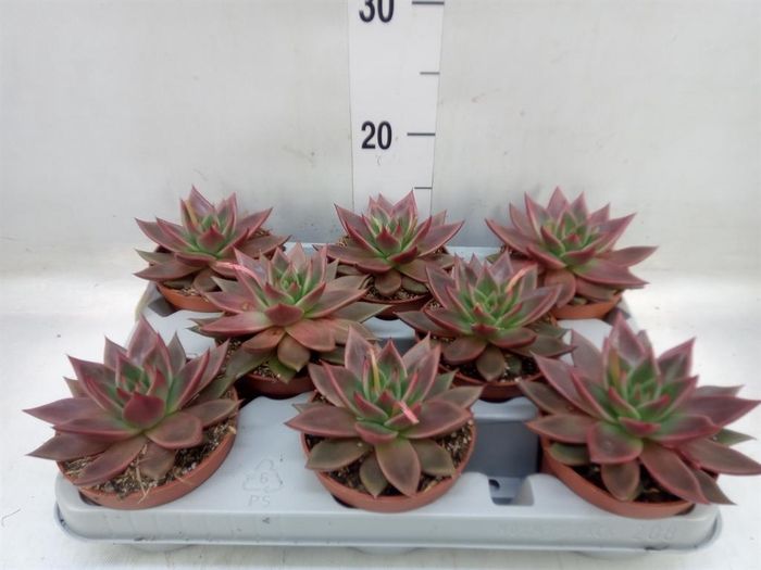 <h4>Echeveria ...</h4>