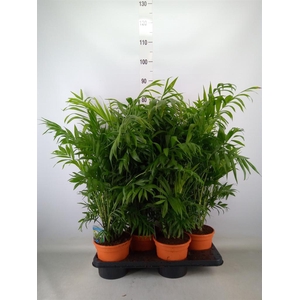 Chamaedorea elegans