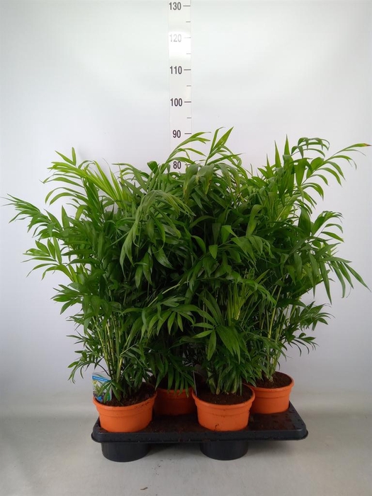 <h4>Chamaedorea elegans</h4>