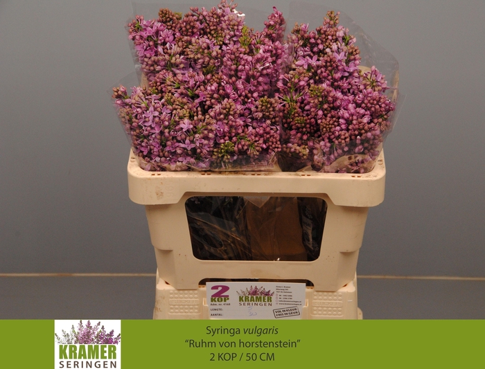 <h4>SYR V R V HORSTENST</h4>