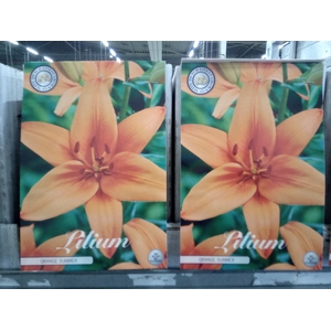 Lilium   ...flowerbulbs