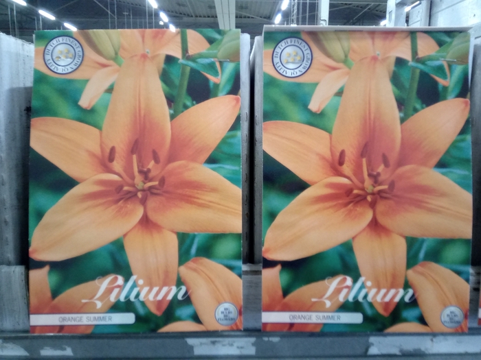 <h4>Lilium   ...flowerbulbs</h4>