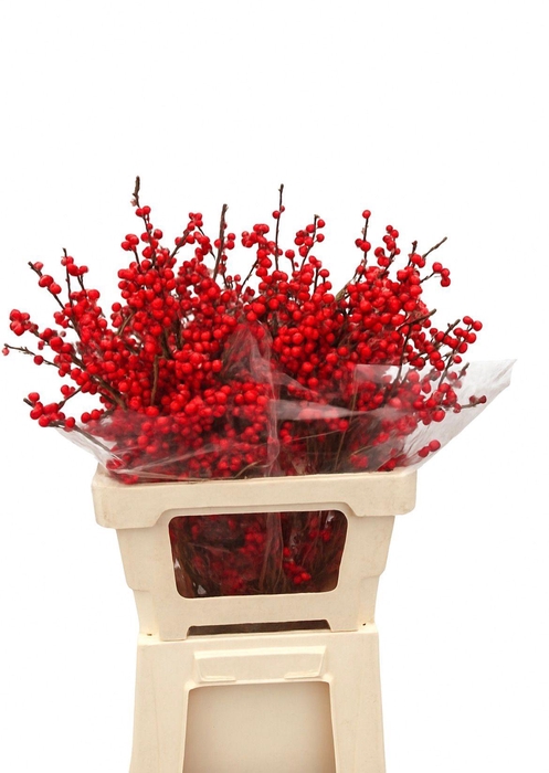 <h4>ILEX VE RODE BES</h4>