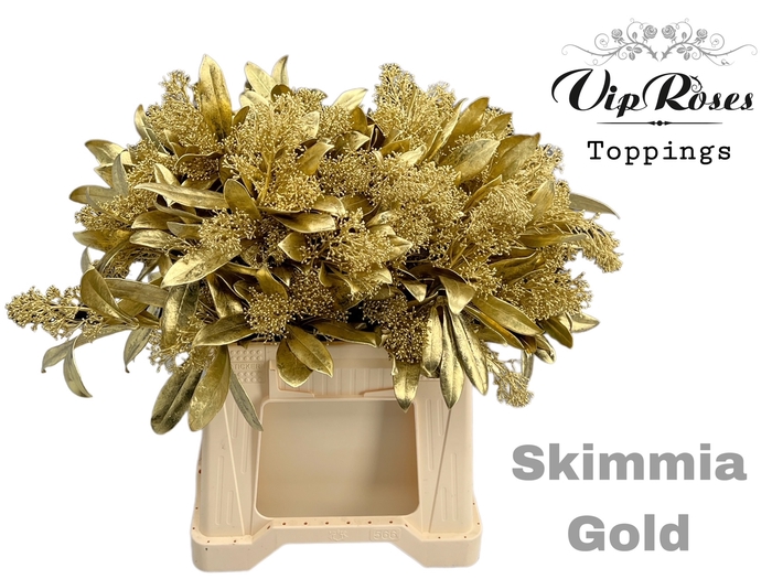 <h4>SKIMMIA GOLD</h4>