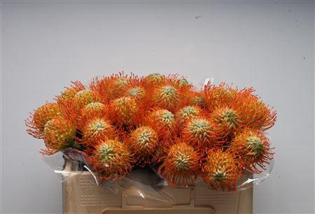 <h4>Leuco Ayoba Sun</h4>