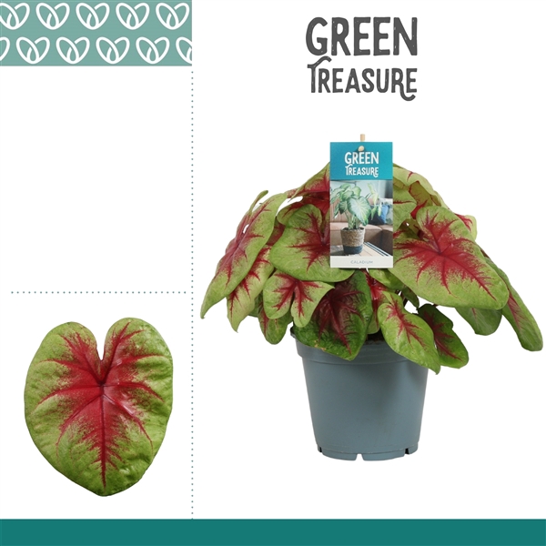 <h4>Caladium Lemon Blush</h4>