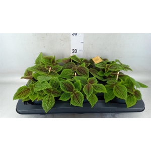 Pilea mollis 'Moon Valley'