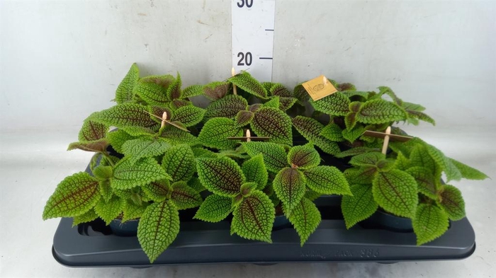 <h4>Pilea mollis 'Moon Valley'</h4>