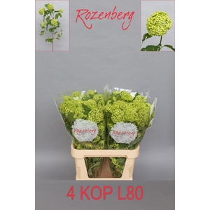 Viburnum Roseum 4 Kop Rozenberg