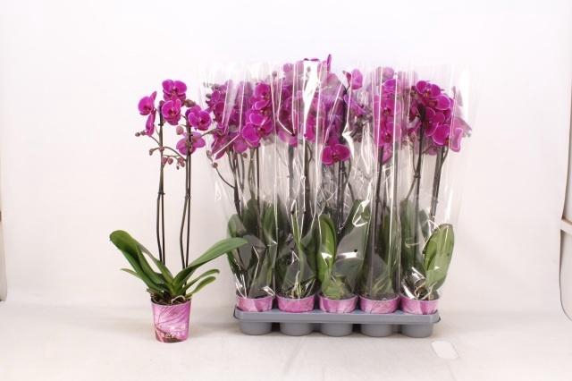 <h4>PHAL OV PAARS</h4>