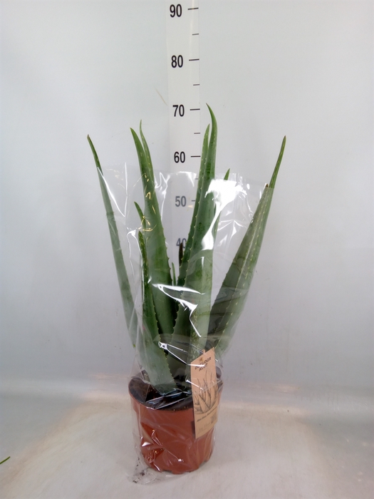 <h4>Aloe vera</h4>