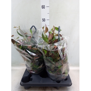 Aeschynanthus marmoratus