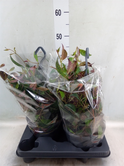 <h4>Aeschynanthus marmoratus</h4>