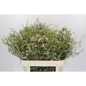 Chamelaucium uncinatum 'Majestic White'