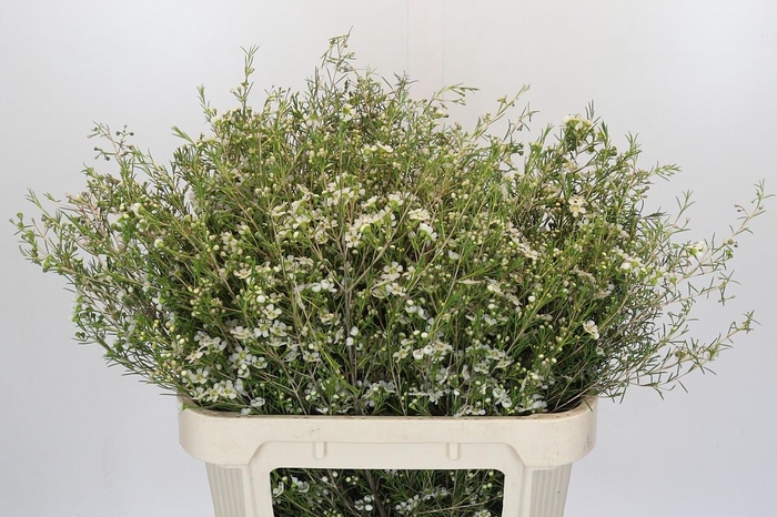 <h4>Chamelaucium uncinatum 'Majestic White'</h4>