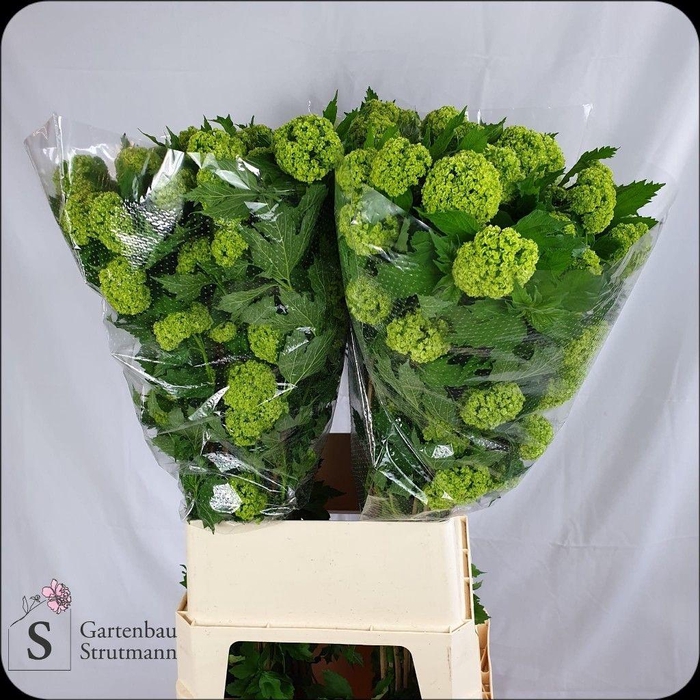 <h4>VIBURNUM ROSEUM ST</h4>