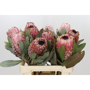 Protea Barbigera Air