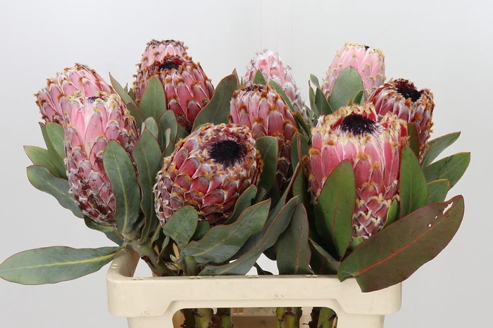 Protea Barbigera Air