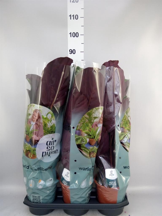 <h4>Calathea  'Medallion'</h4>