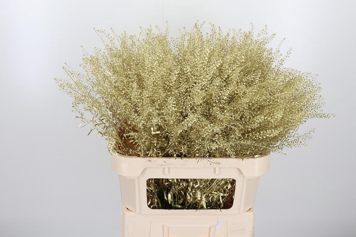 <h4>Lepidium Kl Bh Goud</h4>