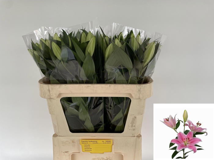 <h4>LI OR SORBONNE</h4>