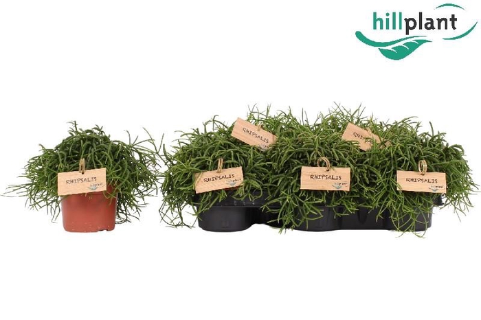 <h4>Rhipsalis baccifera 'Oasis'</h4>