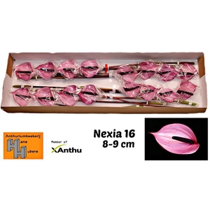 ANTH A NEXIA