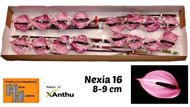 ANTH A NEXIA