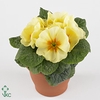 Primula ac. 'Cairo Cream Yellow'