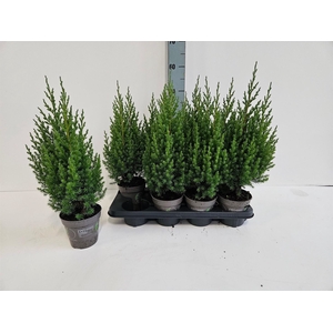 Juniperus chinensis 'Stricta'