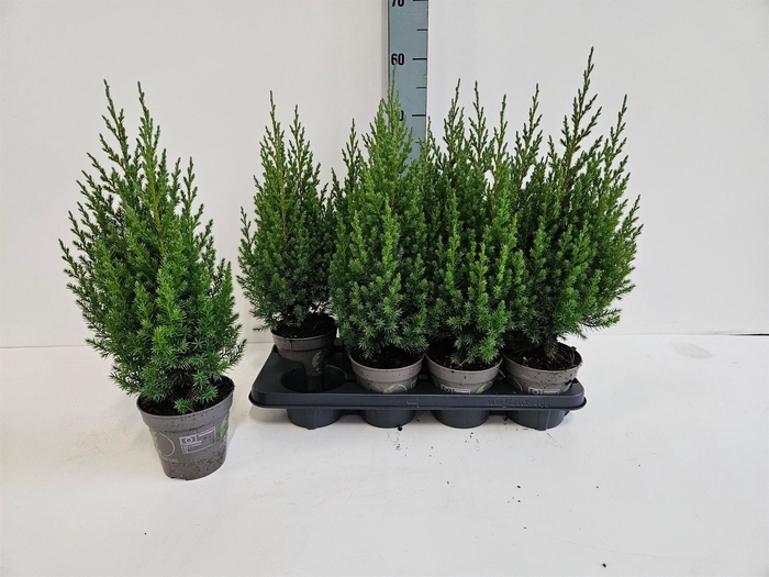 <h4>Juniperus chinensis 'Stricta'</h4>