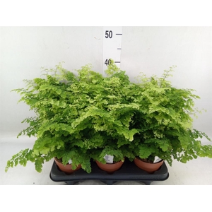 Adiantum raddi. 'Fritz-Luthi'