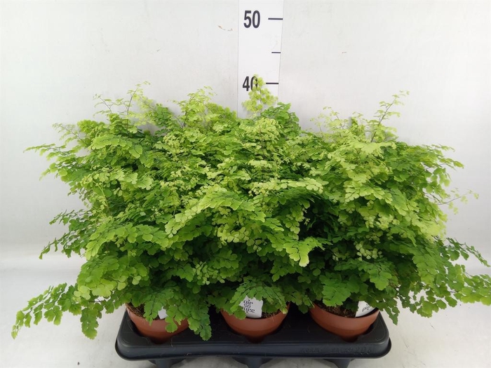 <h4>Adiantum raddi. 'Fritz-Luthi'</h4>