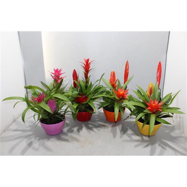 <h4>Bromelia Coupe Exotic 16CM Classic</h4>