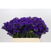 Limonium Sinuatum Navy Sun Birds