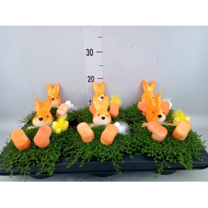 Soleirolia soleirolii   ...green