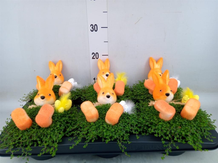 <h4>Soleirolia soleirolii ...green</h4>